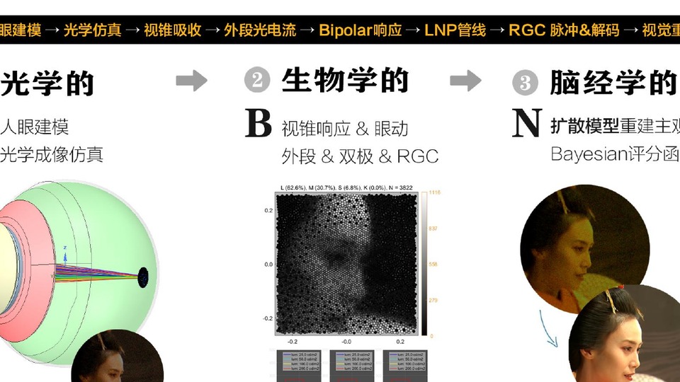 生物学+脑经学的视觉链路